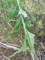 Celosia floribunda