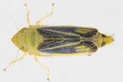Sorhoanus orientalis