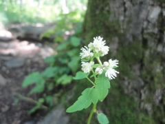 Thalictrum tuberiferum