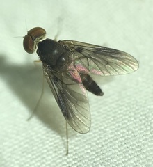 Chrysopilus quadratus