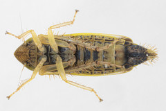 Sorhoanus orientalis