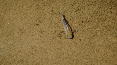 Cyprinodon salinus salinus