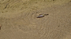 Cyprinodon salinus salinus