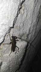 Juiaparus batus