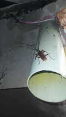 Juiaparus batus