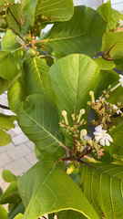 Guettarda speciosa