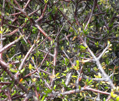 Pittosporum divaricatum