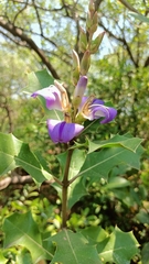 Acanthus ilicifolius
