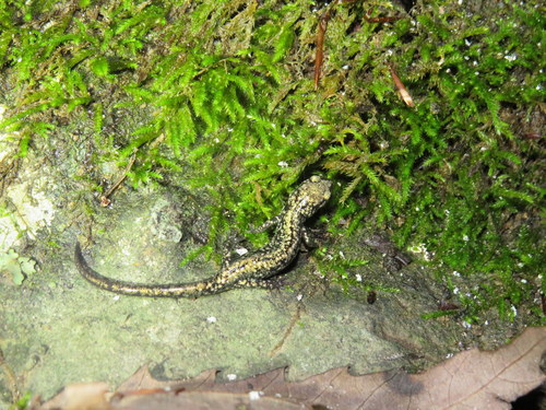 Northern Slimy Salamander, Jackson County, AL, USA, photo 7 of 10