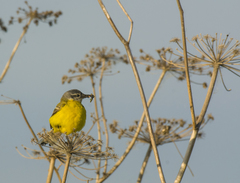 Motacilla flava beema