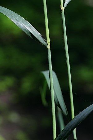 Cinna