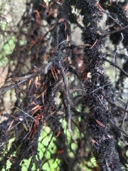 Coelostomidia wairoensis