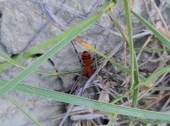 Castianeira alteranda