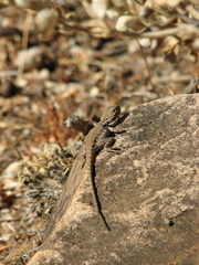 Ctenophorus modestus