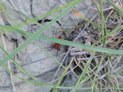 Castianeira alteranda