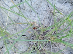 Castianeira alteranda