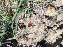 Castianeira alteranda