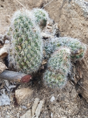 Mammillaria phitauiana