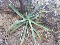 Agave aurea