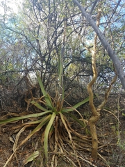 Agave aurea