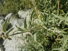 Hyptis tephrodes