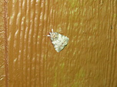 Catocala connubialis