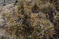 Holodiscus discolor microphyllus