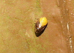 Clastoptera achatina