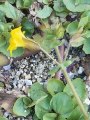 Erythranthe lagunensis