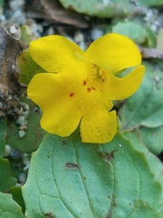 Erythranthe lagunensis