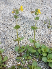 Erythranthe lagunensis