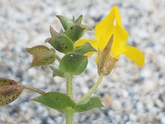 Erythranthe lagunensis