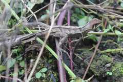 Stenocercus erythrogaster