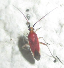Stenotus pylaon