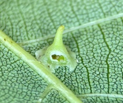 Caryomyia stellata