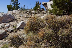 Holodiscus discolor microphyllus