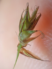 Heleoglochin