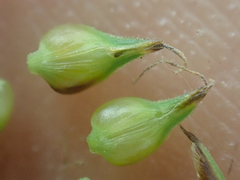 Heleoglochin