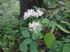 Thalictrum tuberiferum