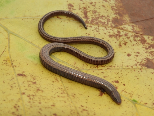Two-colored Bachia