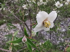 Philadelphus microphyllus madrensis