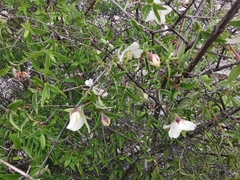 Philadelphus microphyllus madrensis