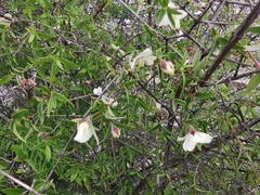 Philadelphus microphyllus madrensis