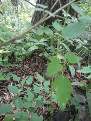 Thalictrum tuberiferum