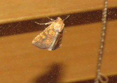 Perigea xanthioides