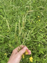 Anthoxanthum aristatum