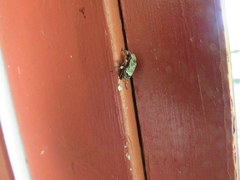 Leptostylus transversus