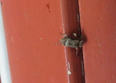 Leptostylus transversus