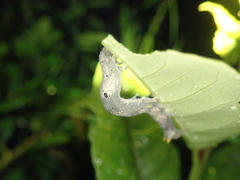 Bastilla joviana