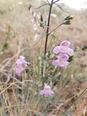 Penstemon triphyllus